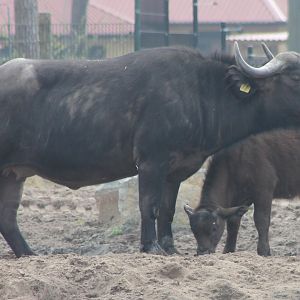 African buffalo with calf