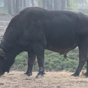 African buffalo - bull