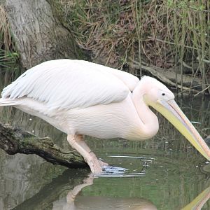 Great white pelican