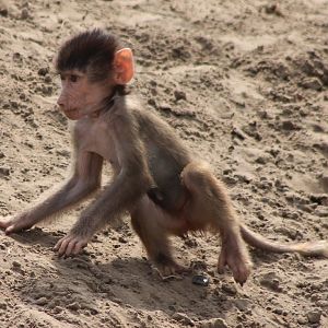 Hamadryas baboon baby