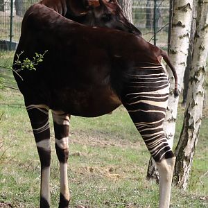Okapi