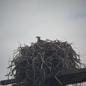 4 year old Osprey nest.