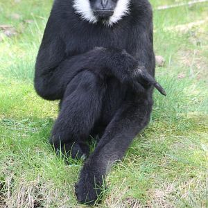 White-cheeked gibbon