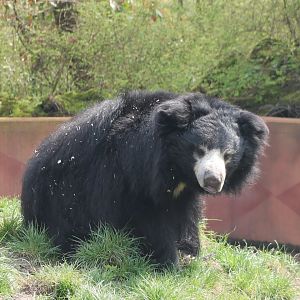 Sloth bear