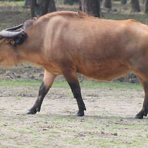 Red forest buffalo