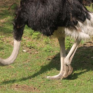 Ostrich