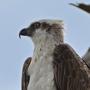 Osprey