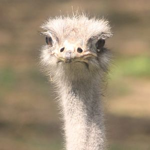 Ostrich