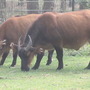 Red forest buffalo's