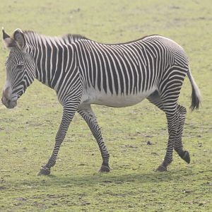 Grevy zebra