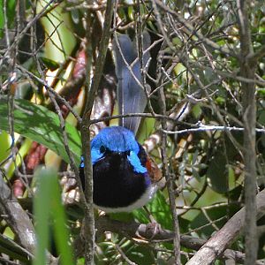 Male Variegated Fairy-wren