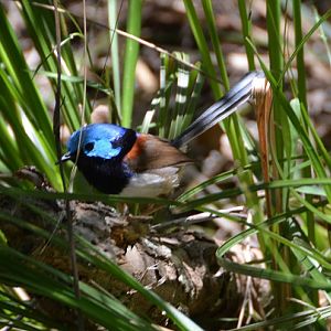 Variegated Fairy-wren