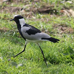 Blacksmith plover