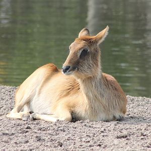 Nile lechwe