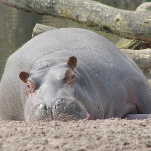 Hippo