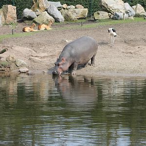 Part Hippo - Antilope - Marabou enclosure