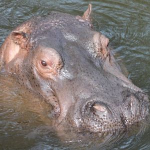 Hippo