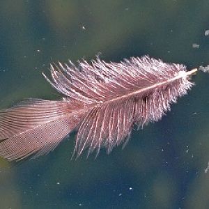 Floating feather