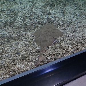 Japanese Angelshark