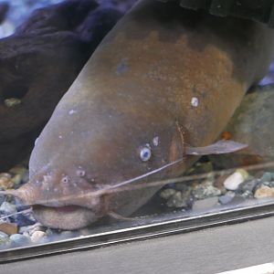 Electric catfish