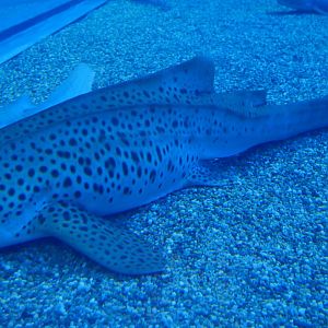 Leopard Shark