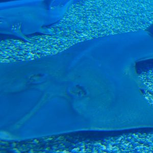 Giant Shovelnose Ray