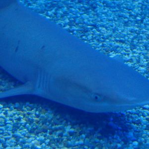 Whitetip Reef Shark