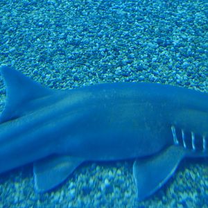 Brownbanded Bamboo Shark