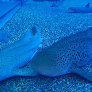 Zebra Sharks