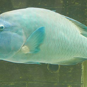 Humphead Wrasse