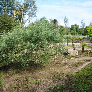 Red Kangaroo and Agile Wallaby Enclosure at Biotropica, 16/06/18