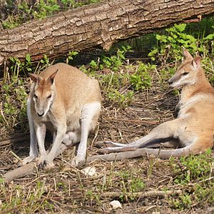 Agile Wallabies at Biotropica, 16/06/18