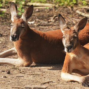 Red Kangaroos at Biotropica, 16/06/18