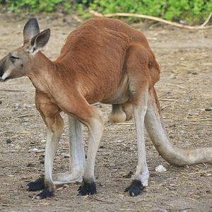 Red Kangaroo at Biotropica, 16/06/18