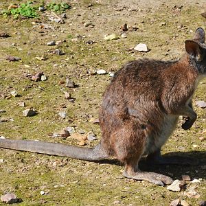 Parma Wallaby at Biotropica, 16/06/18