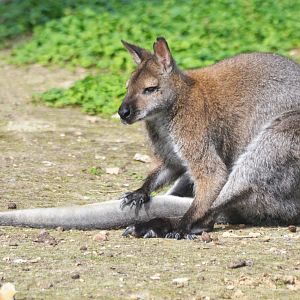 Red-necked Wallaby at Biotropica, 16/06/18