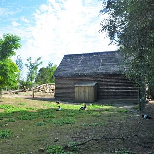 Australian Walkthough (Parma and Red-necked Wallabies, Magpie Geese) at Biotropica, 16/06/18