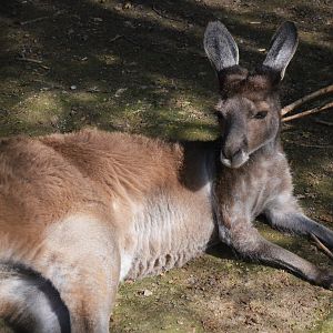 Western Grey Kangaroo at Biotropica, 16/06/18