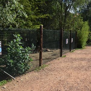 Western Grey Kangaroo and Emu Enclosure at Biotropica, 16/06/18