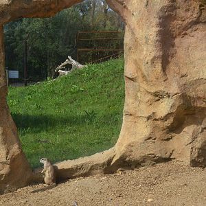 Cape Ground Squirrl and Cheetah Enclosure View at Biotropica, 16/06/18