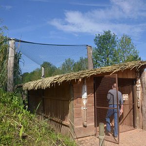 African Aviary at Biotropica, 16/06/18