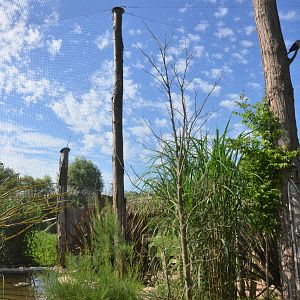 African Aviary at Biotropica, 16/06/18