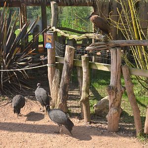 Hammerkop and Vulturine Guinea Fowl at Biotropica, 16/06/18