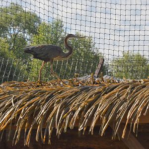 Purple Heron at Biotropica, 16/06/18