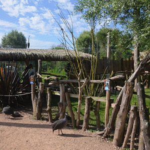 African Aviary with Cheetah Viewing at Biotropica, 16/06/18
