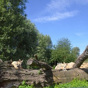 Fennec Foxes at Biotropica, 16/06/18