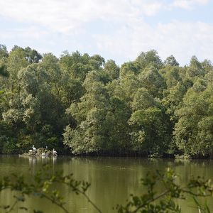 Pelican Lake at Biotropica, 16/06/18