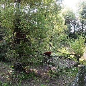 Red Panda Enclosure at Biotropica, 16/06/18