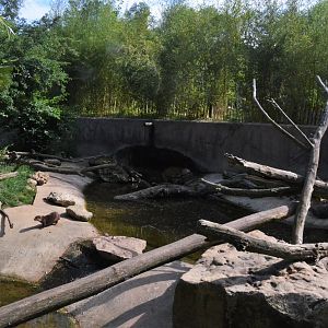 Asian Short-clawed Otter Enclosure at Biotropica, 16/06/18