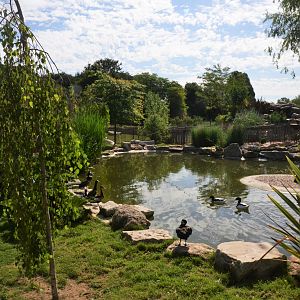 Waterfowl Pond at Biotropica, 16/06/18